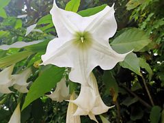 -三圣花乡旅游区