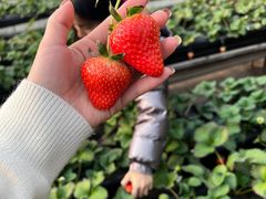 -甜心庄园·甜心草莓采摘园(西青中北店)