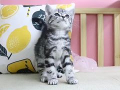 -屋虎猫馆(宝安大仟里店)