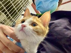 -北京赛佳动物医院