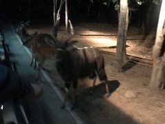 -清迈夜间动物园