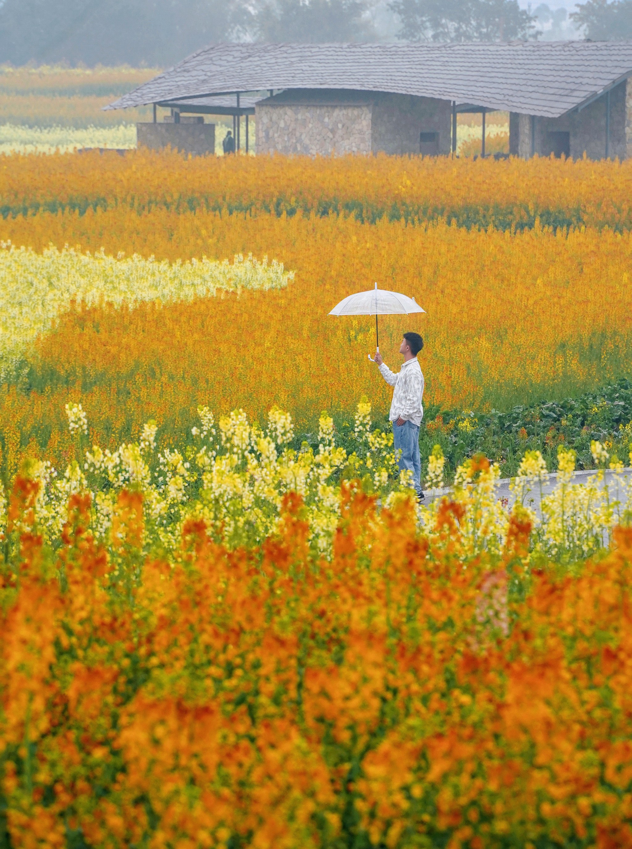 著名油画油菜花的女人图片