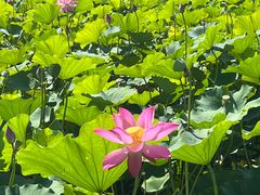 -西青郊野公园