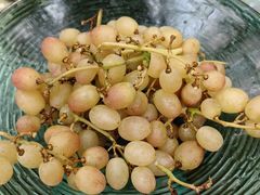 -金稼园·金平湖农家菜