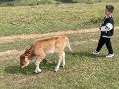 -大姆山草场