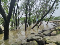 -宝安西湾红树林湿地公园