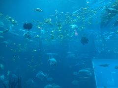 -海棠湾洲际-涛·海底餐厅·美人鱼·自助餐·海底隧道