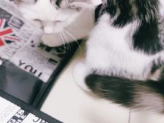 -宠福鑫康馨动物医院·骨科·眼科