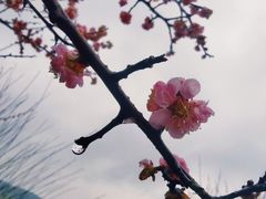 -香雪海