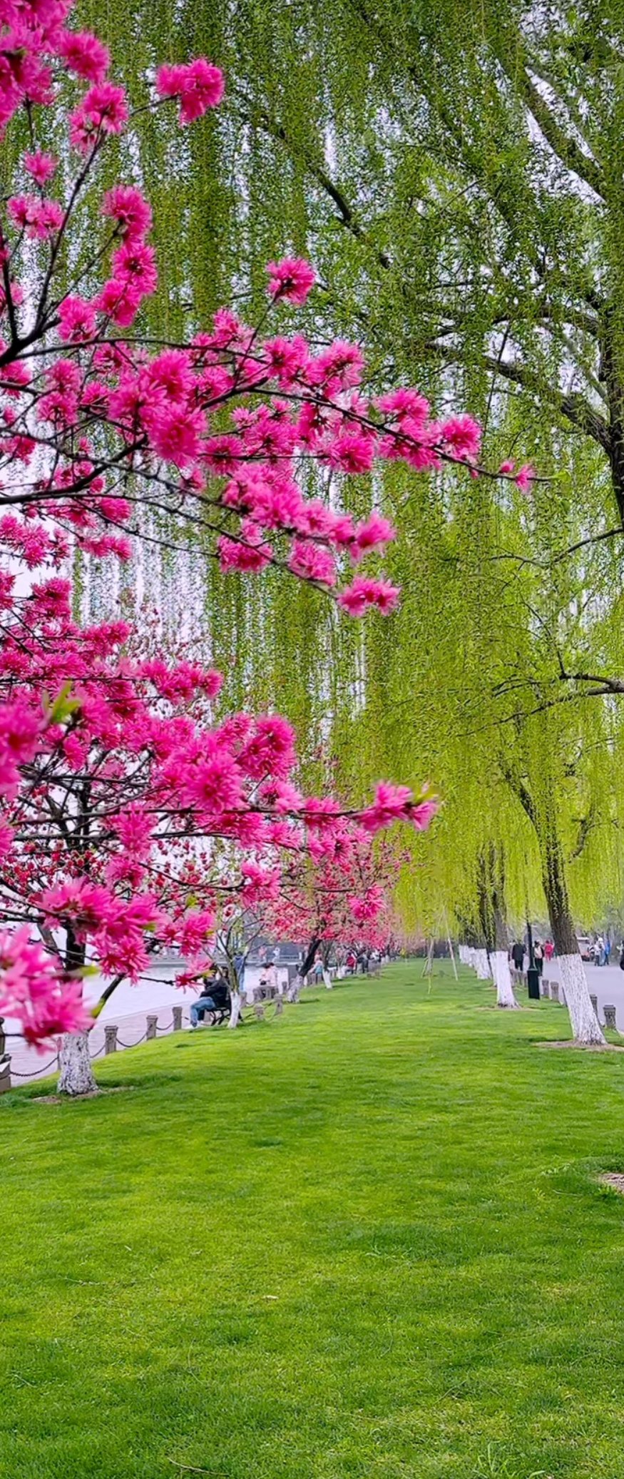 春日去玩吧  春日美景  不可错过的美景  春天景物图片  自然美景