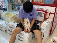 -翊宠yipet猫狗购宠庄园犬舍•猫舍