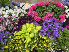 -上海鲜花港