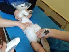 -美联众合动物医院·24h京西诊疗中心