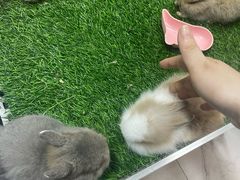 -保定市花鸟鱼虫市场