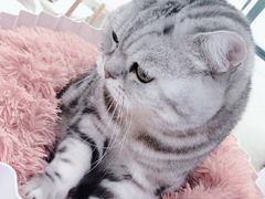 -喵的天空名猫咖啡馆·撸猫·猫舍·用品