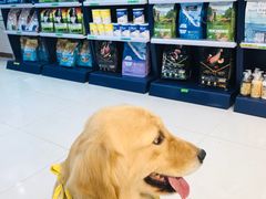 -翊宠yipet猫狗购宠庄园犬舍•猫舍