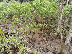 -东寨港红树林旅游区