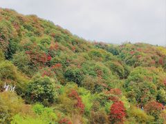 -贵州百里杜鹃风景名胜区