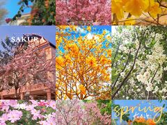 -天适樱花悠乐园