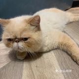 快来和小宠物互动吧[加油]