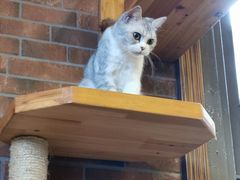 -more than meow吴止猫主题餐厅(承德 中船汇店)