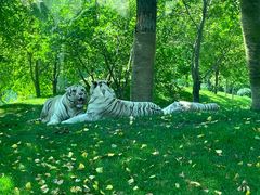 -北京野生动物园