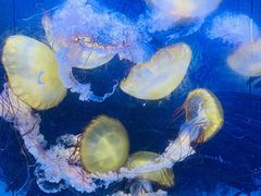 -珠海长隆海洋王国