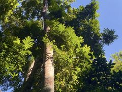 -西双版纳原始森林公园