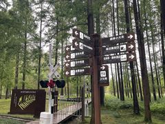 -黄海国家森林公园