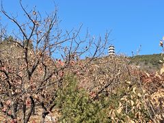 -北京十三陵国家森林公园蟒山景区