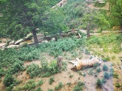 -大连森林动物园