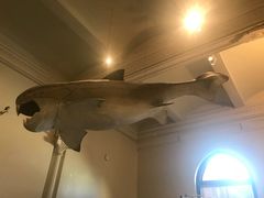 -美国自然历史博物馆