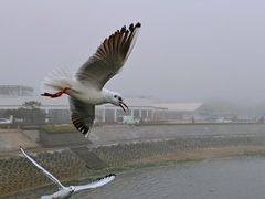 -日照世帆赛基地