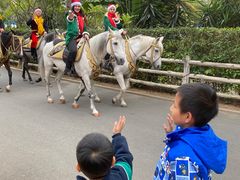 -灵玲国际马戏城