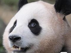 -绝城芋儿鸡(犀浦旗舰店)