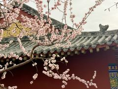 -桃花堤公园