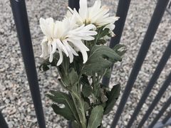-侵华日军南京大屠杀遇难同胞纪念馆