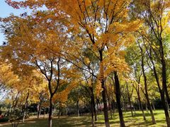 -大兴滨河森林公园