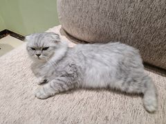 -藏猫猫咖啡主题馆(中央大道店)