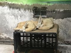 -灵玲国际马戏城