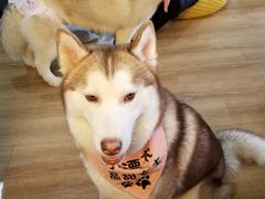 -Husky Go! 哈士奇体验馆·宠物咖啡厅狗咖