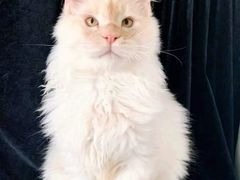 -十年猫舍·猫咪专门店(普陀店)