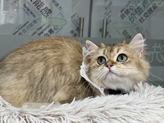 -爱洗澡的猫(天河路店)