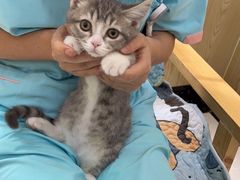 -瑞鹏宠物医院犬猫全科(真大分院)