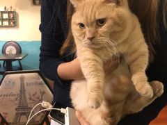 -猫小院猫主题咖啡厅(北锣店)