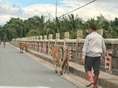 -海南热带雨林国家公园吊罗山景区