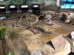 -自贡恐龙博物馆