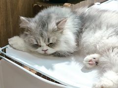 -COLOR PETS 撸猫馆·购猫·猫咖(长风大悦城店)