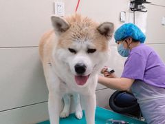 -北京观赏动物医院·24小时大型综合·猫专科·异宠专科