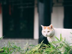 -成都市文殊院